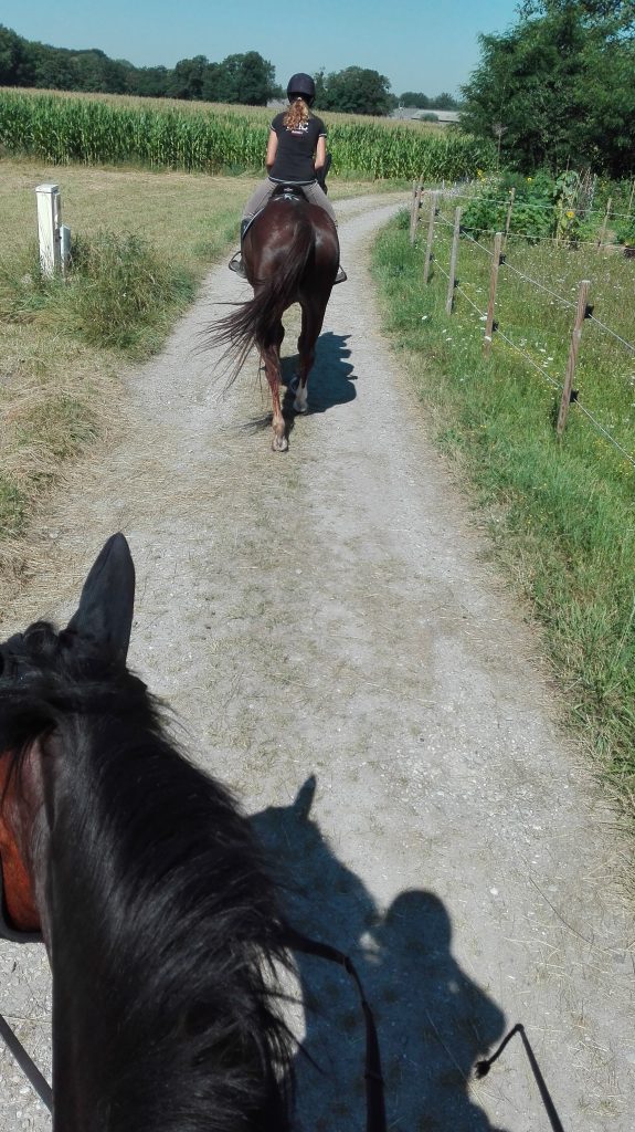 Les bienfaits du trotting