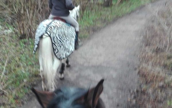Partir avec son cheval en trotting